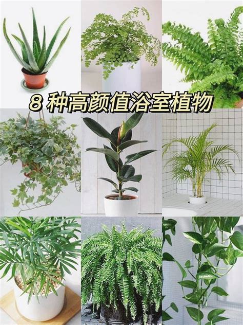 三國 曹操 適合浴室的植物